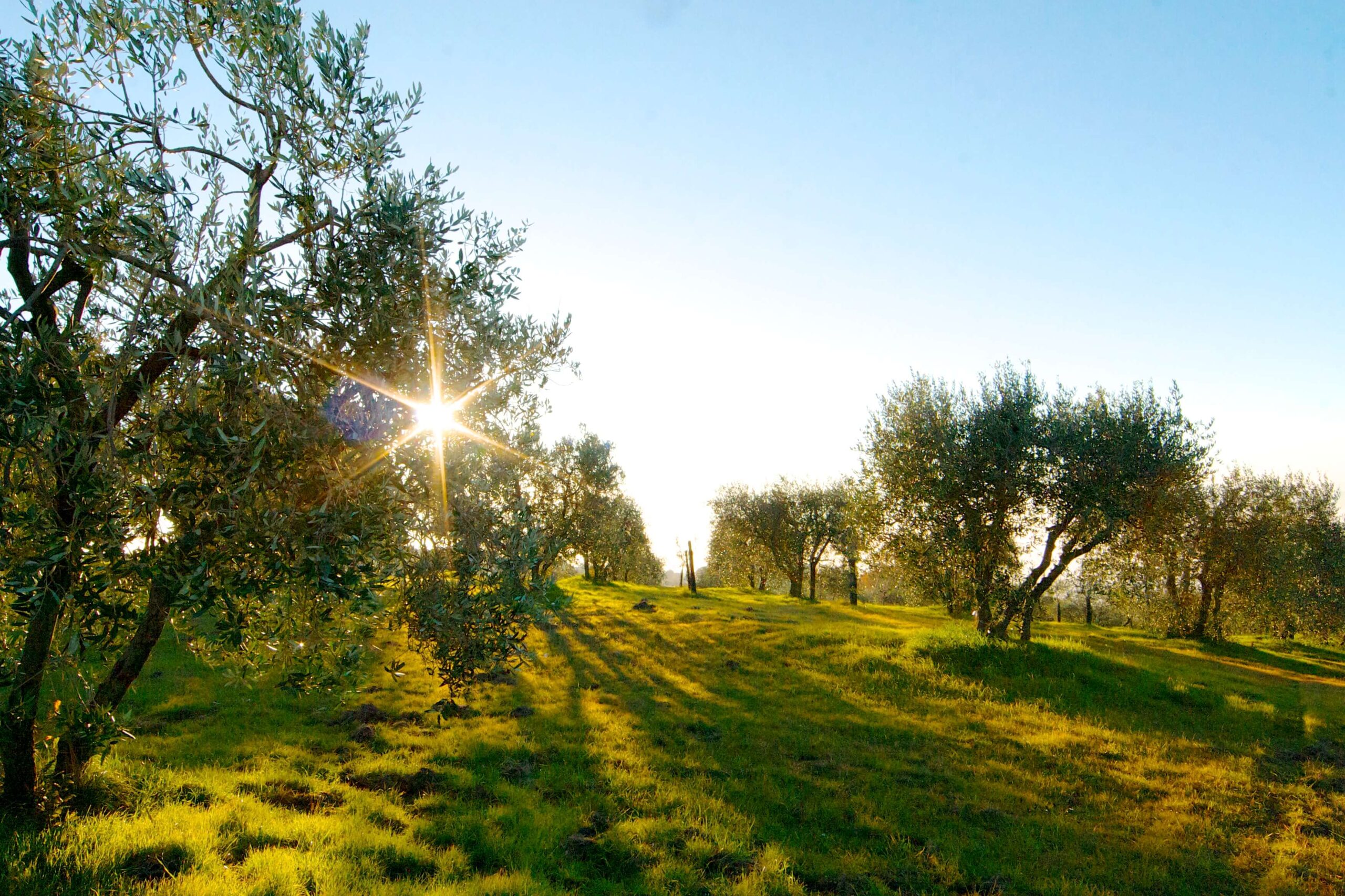 Xploring field with trees and sun