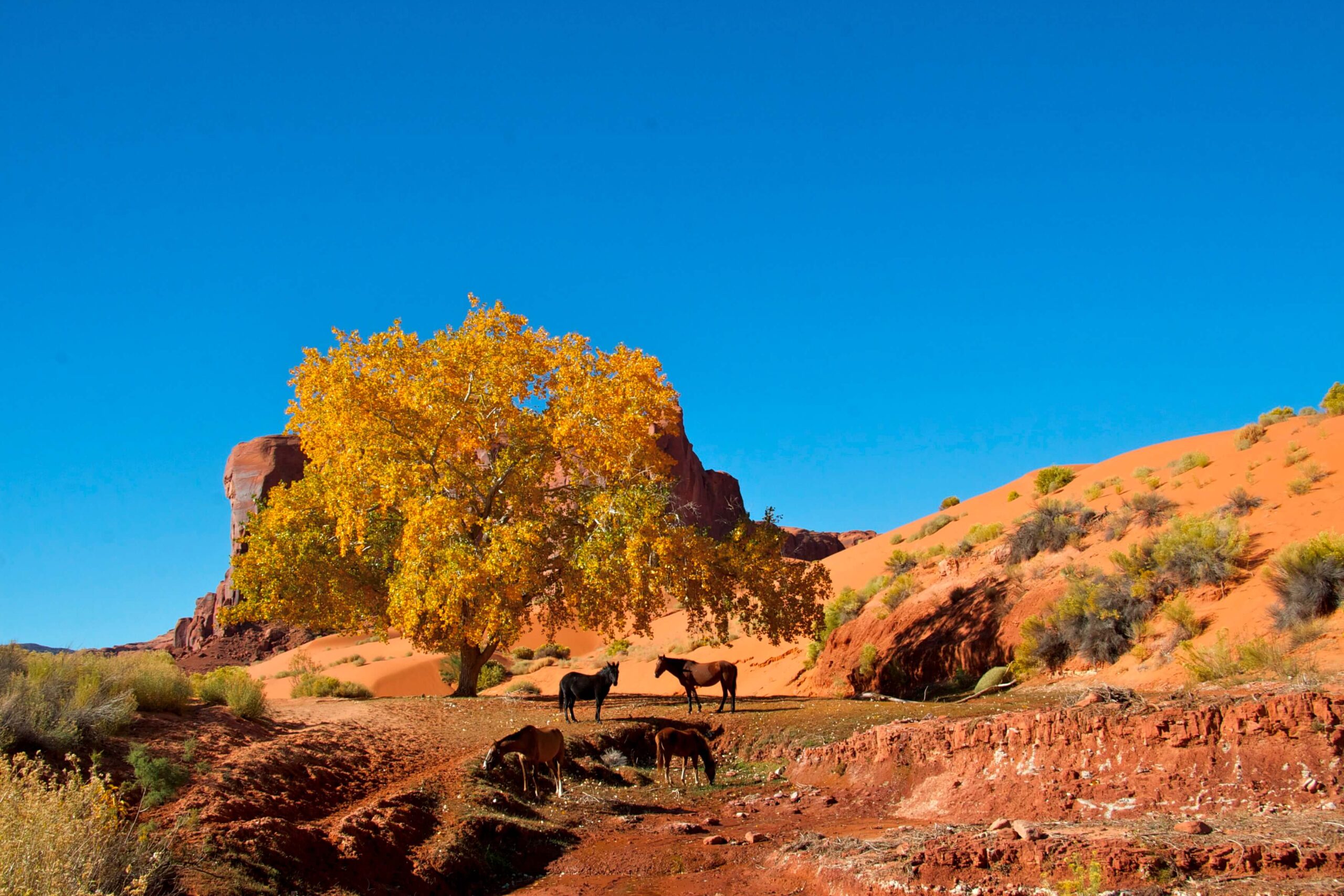 Xploring horses and red mountain